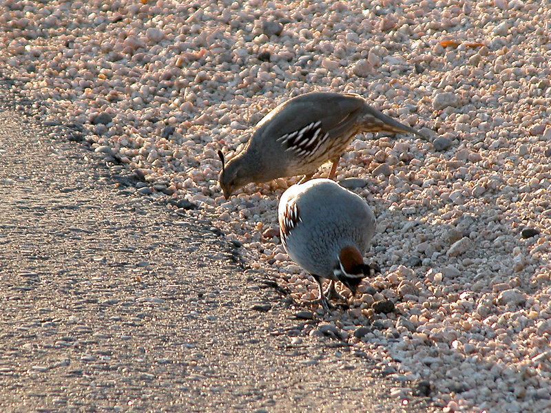 Galliformes