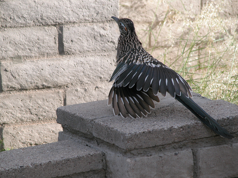 Cuculiformes