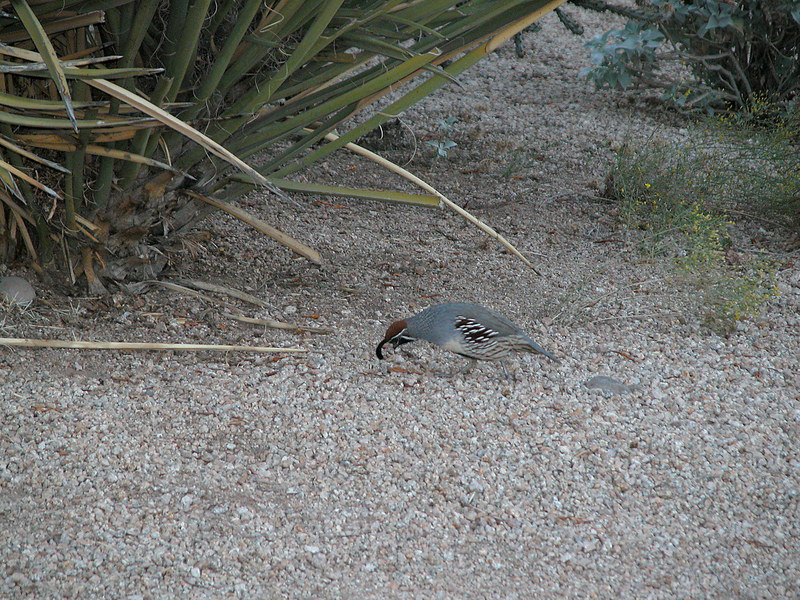 Galliformes