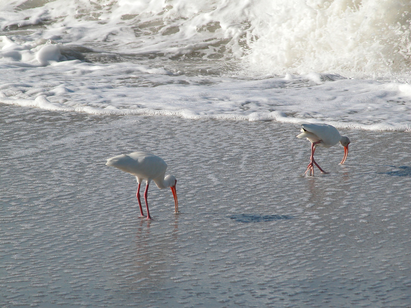 Ciconiiformes