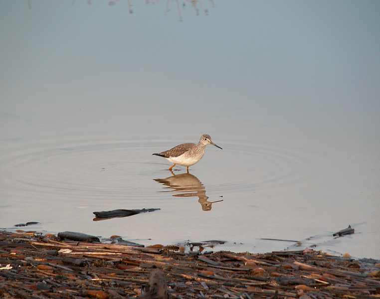 Charadriiformes