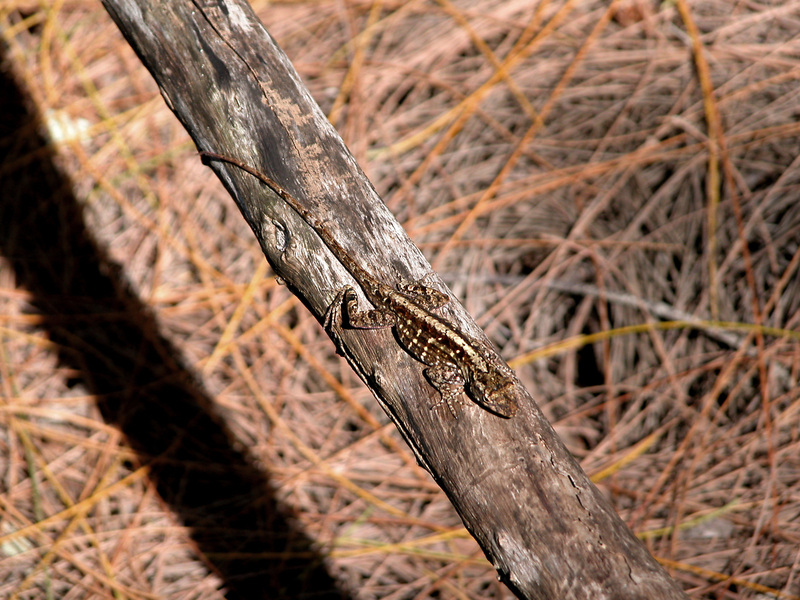 Vertebrata