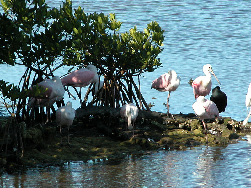 Ciconiiformes