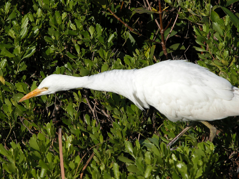 Ciconiiformes