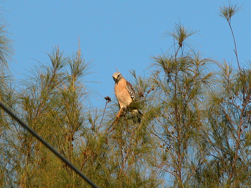 Buteo