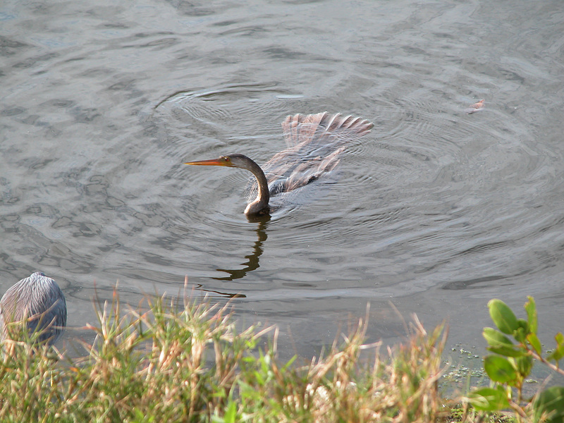 Anhingidae