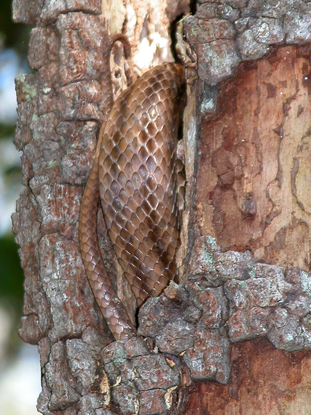 Pantherophis obsoletus