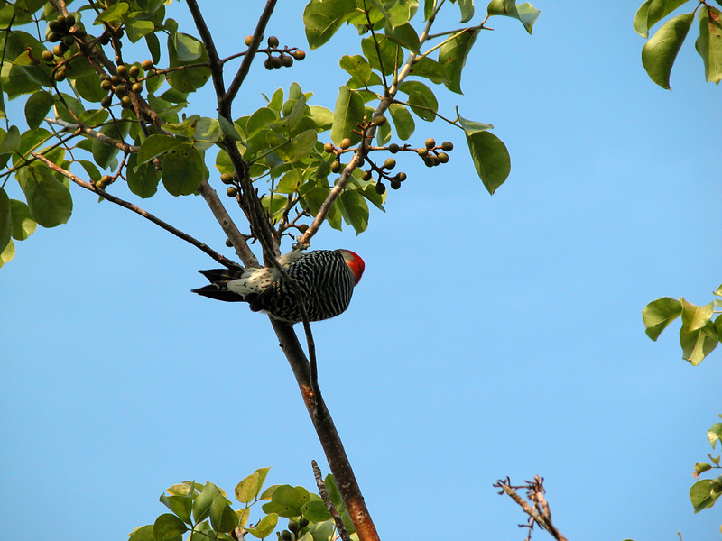 Melanerpes carolinus