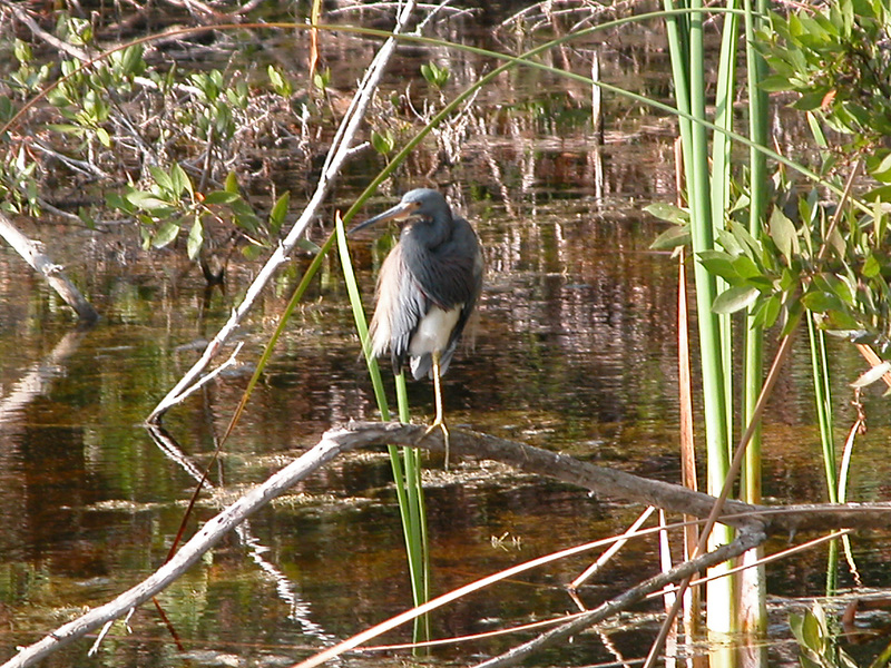 Egretta tricolor