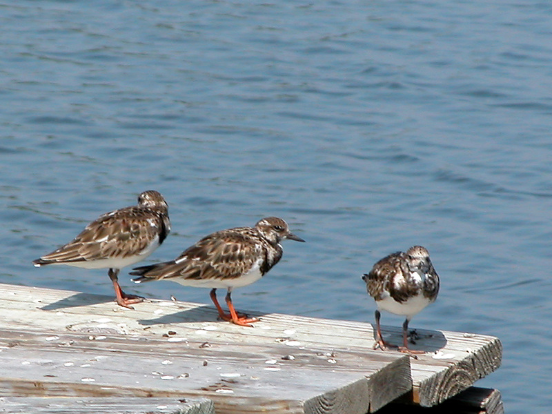 Charadriiformes