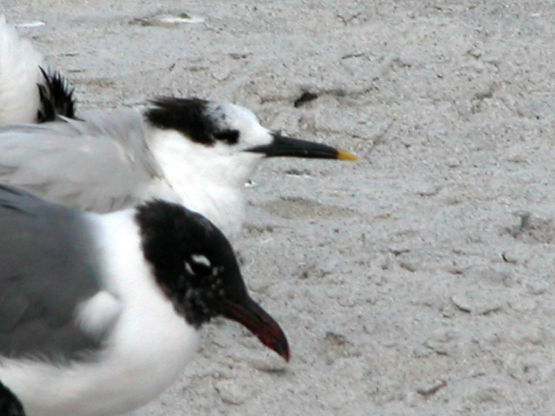 Charadriiformes