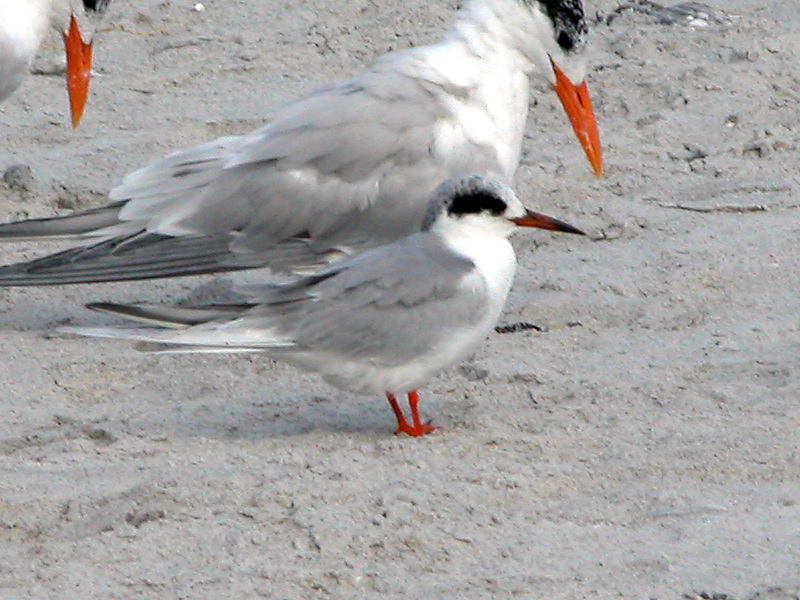 Laridae