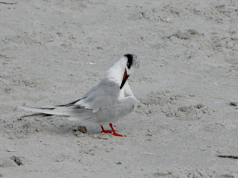 Charadriiformes