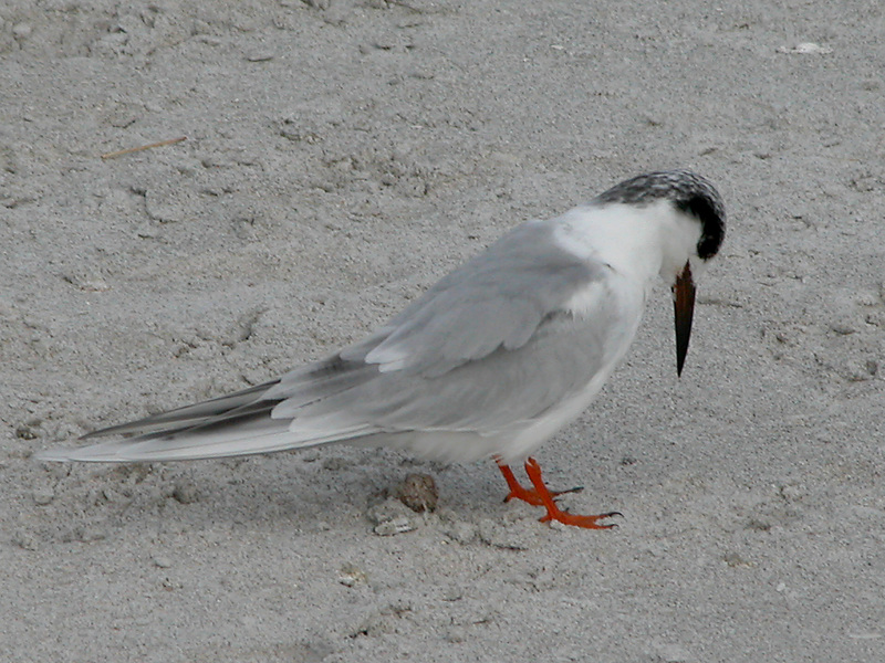 Laridae