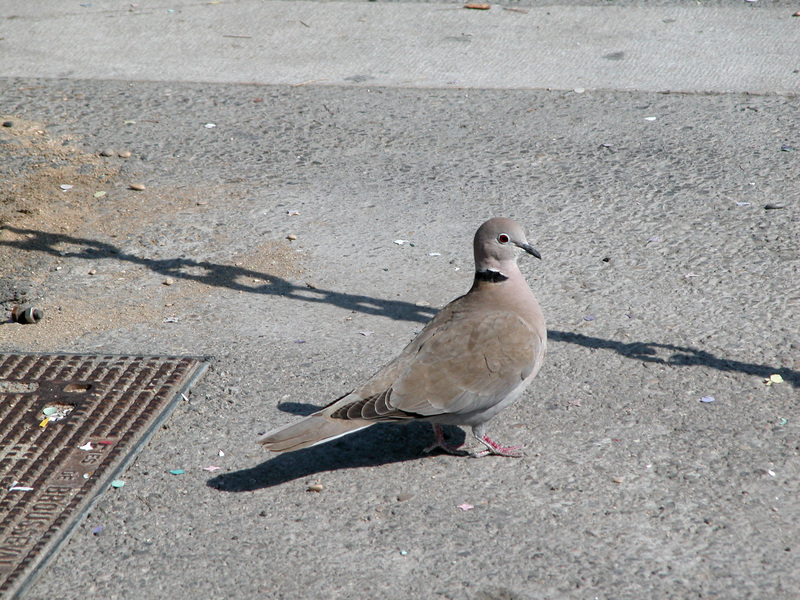 Columbidae