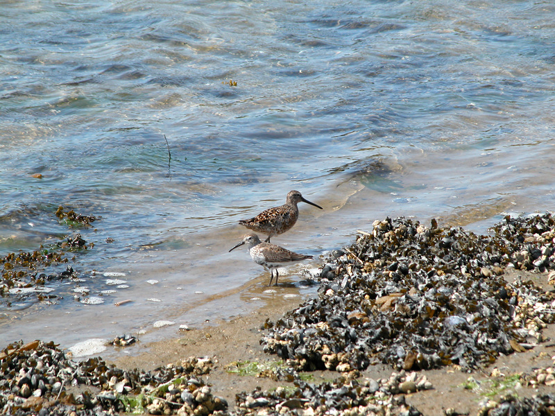 Charadriiformes