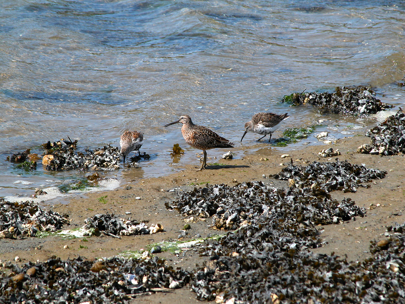 Calidris alpina