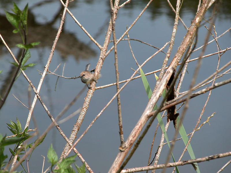 Passeriformes