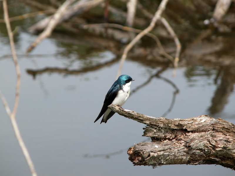 Passeriformes