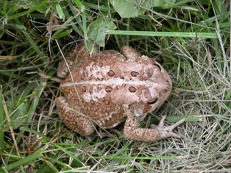 Anaxyrus americanus