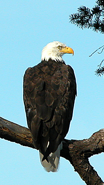 Haliaeetus leucocephalus