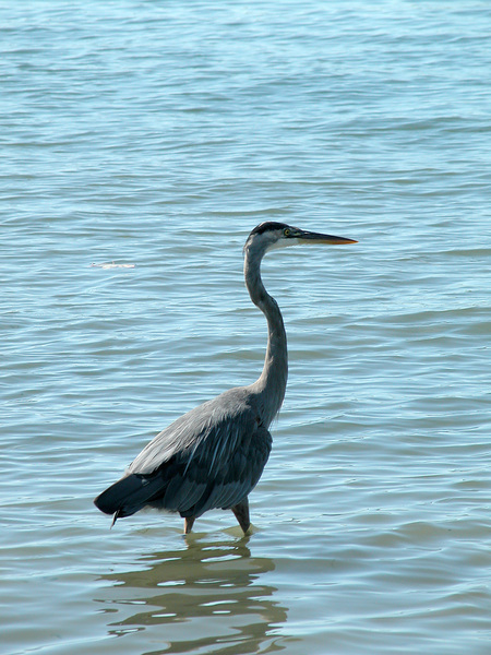 Ardea herodias