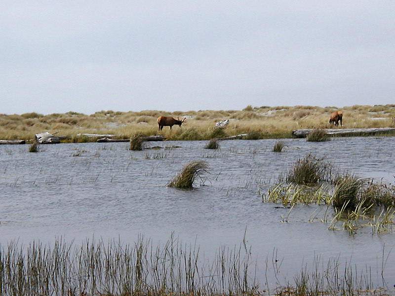 Elkbeachgrass