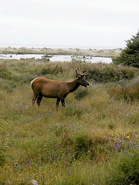 Eumetazoa