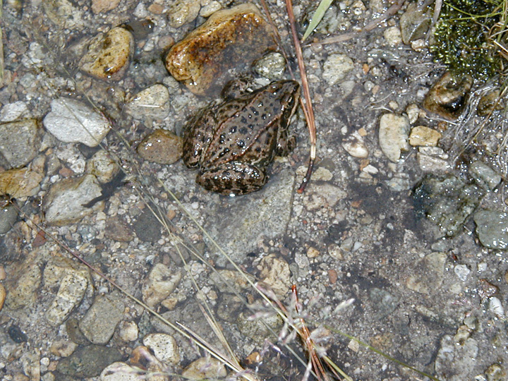 Rana luteiventris