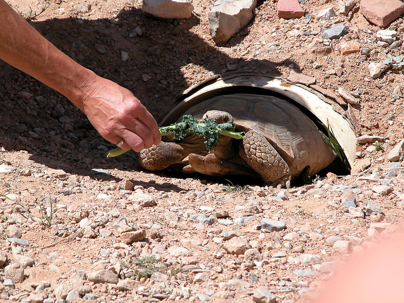 Eumetazoa