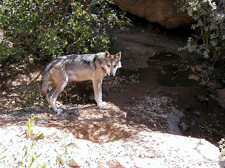 Canis lupus