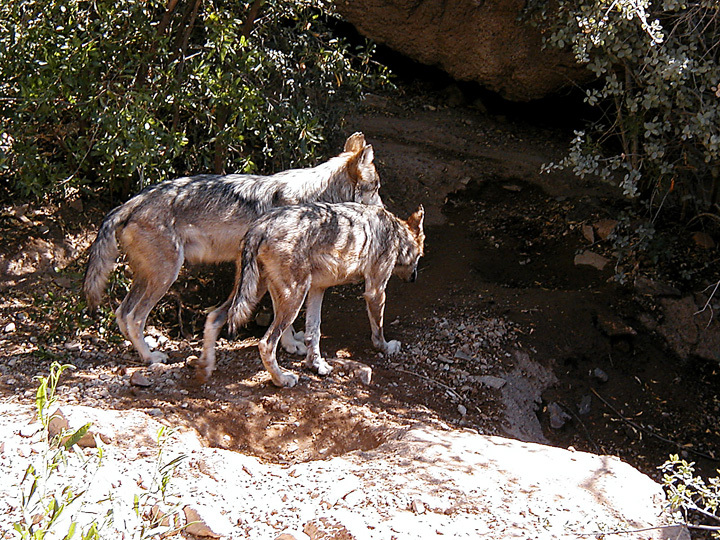 Eumetazoa