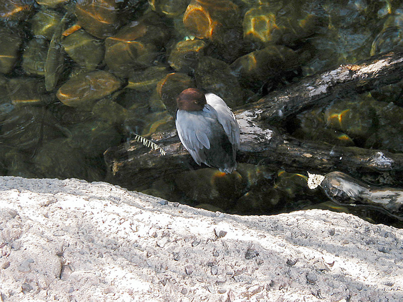 Anseriformes