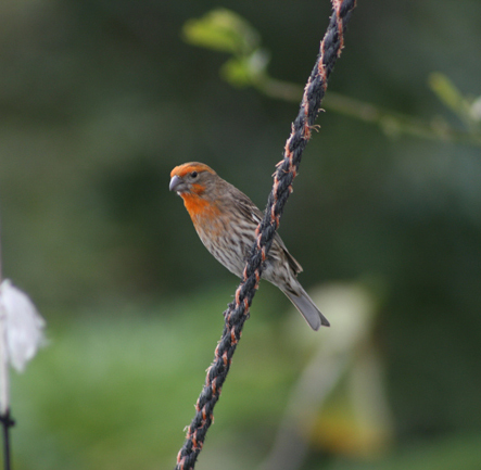 Carpodacus mexicanus