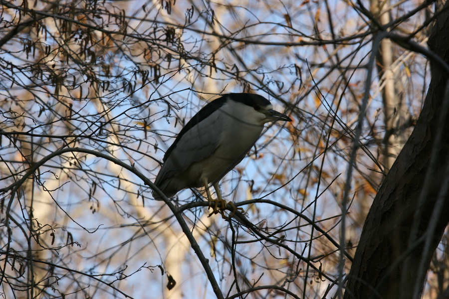 Ciconiiformes