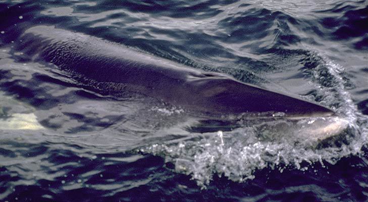 Balaenoptera acutorostrata