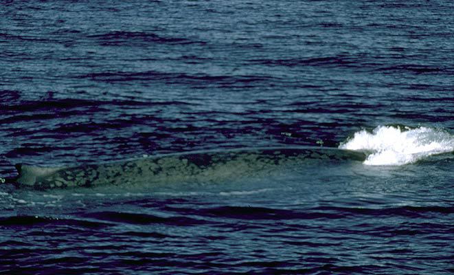 Balaenoptera musculus