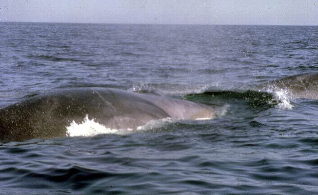 Balaenoptera