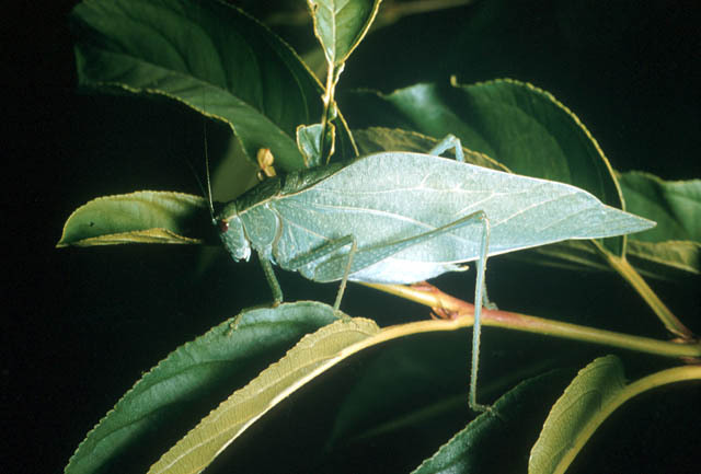 Tettigoniidae