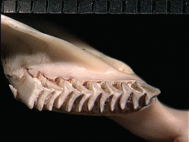 Vertebrata