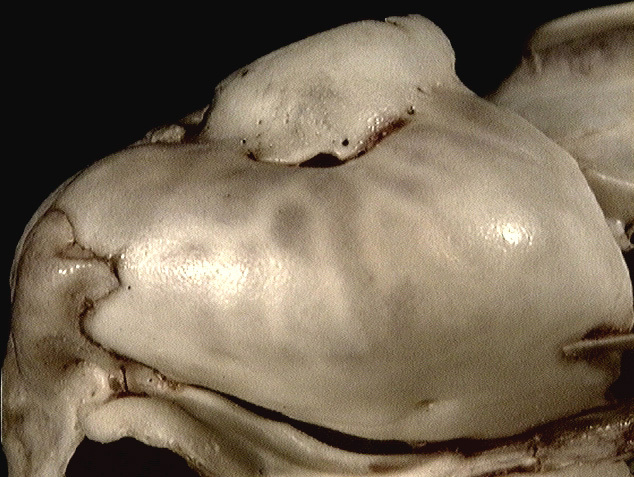 Craniata