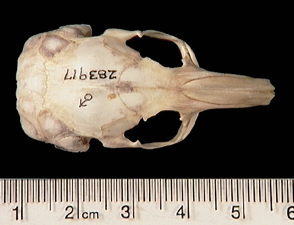 Euteleostomi