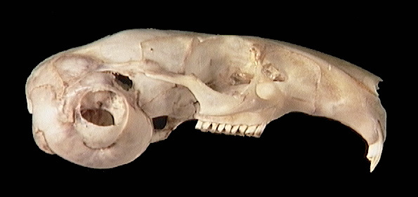 Craniata