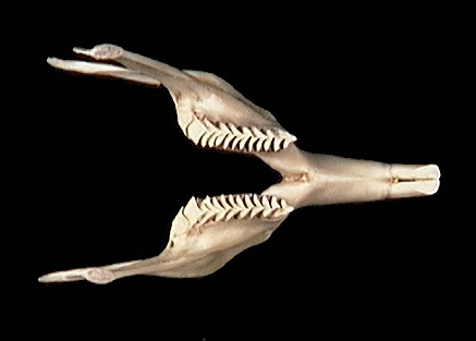 Vertebrata