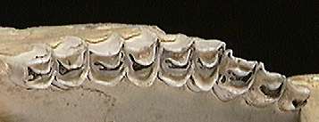 Aepycerotinae