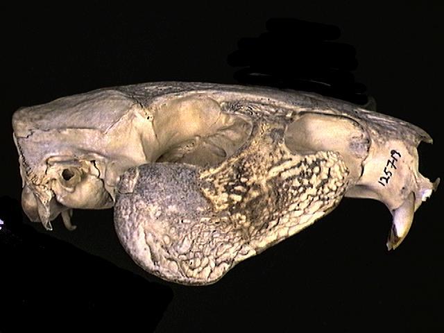 Eumetazoa