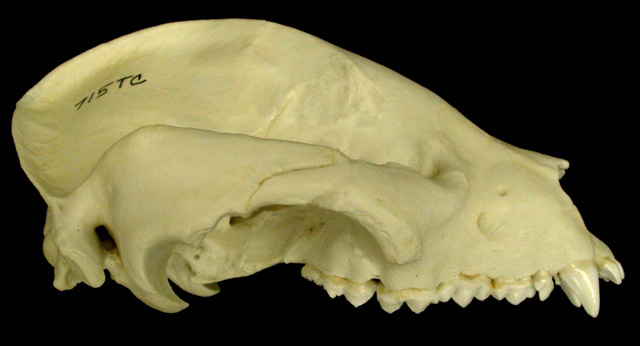 Craniata