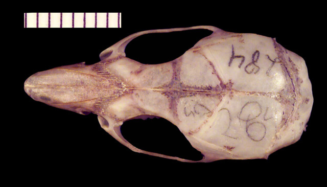 Deuterostomia