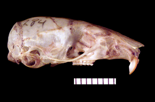 Craniata