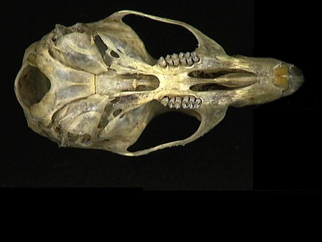 Craniata